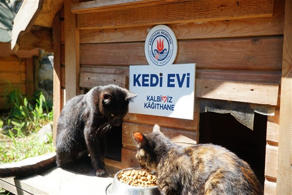 Kağıthane'de 10 bin sokak hayvanı tedavi edildi
