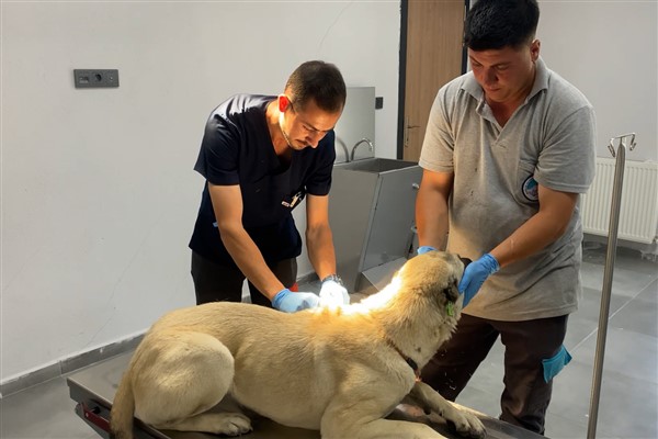 Kayseri Büyükşehir Belediyesi, yaklaşık 25 bin sokak hayvanına sahip çıktı 