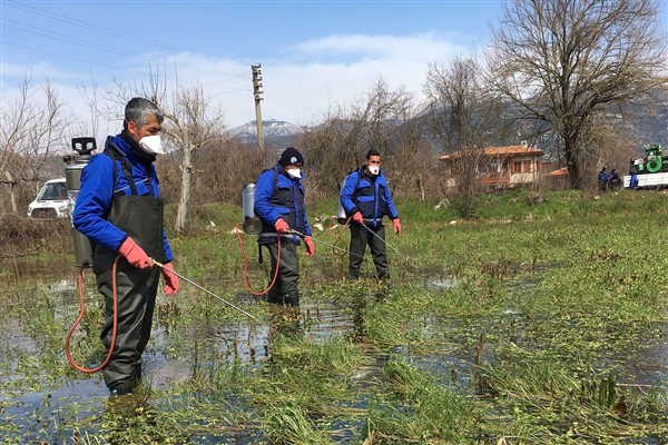 Muğla Büyükşehir Ekipleri’nin vektörle mücadele çalışmaları devam ediyor