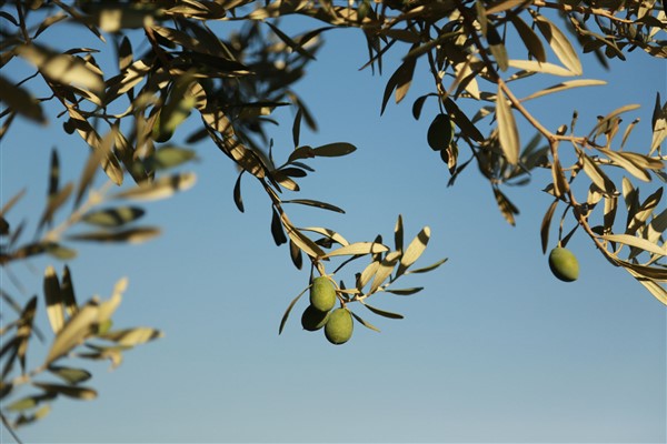 Muğla'da zeytin üreticisine destek