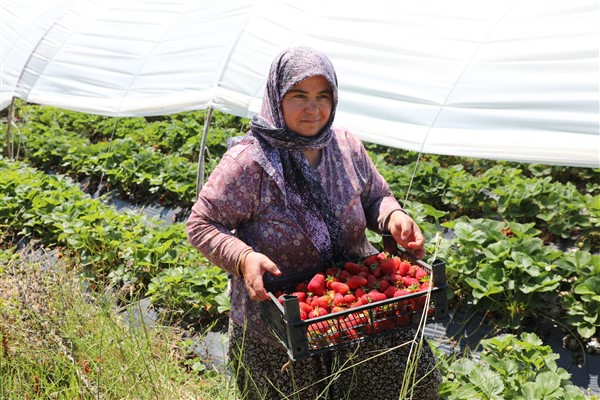 Muğla Köyceğiz Yaylaları'nın çilekleri raflarda