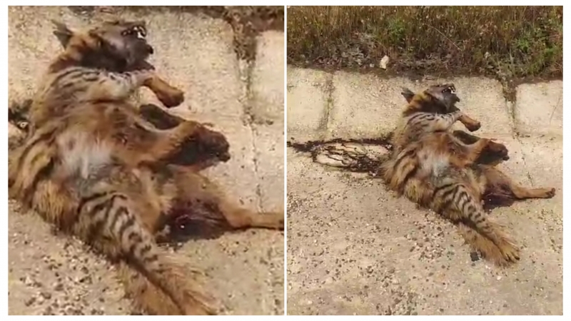 Şanlıurfa 'da Nesli tükenmekte olan sırtlana araba çarptı