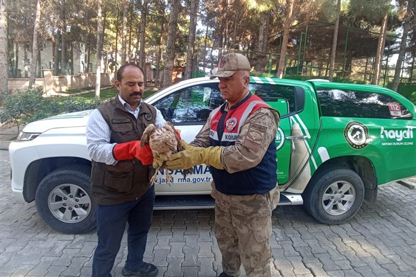 Şanlıurfa'da yaralı bulunan Kızıl Şahin tedavi altına alındı