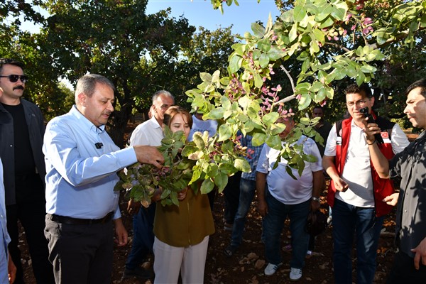 Şanlıurfa Valisi Şıldak, fıstık hasadına katıldı