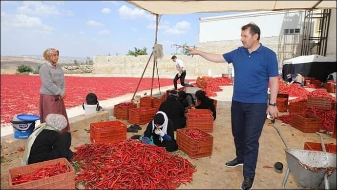 Şanlıurfa’da acı telaş, isot sezonu açıldı