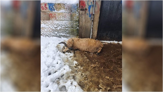 Şanlıurfa'da Ahır Çöktü 50 Küçükbaş hayvan telef oldu