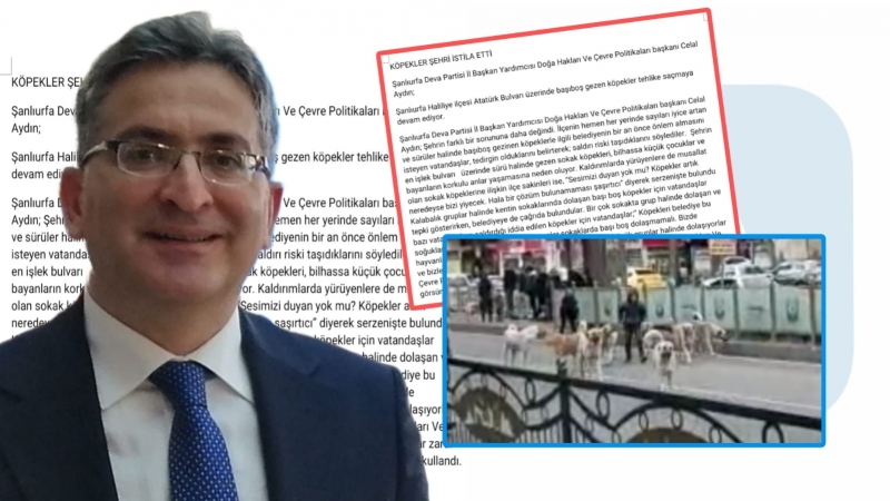 Şanlıurfa’da başıboş sokak köpekleri tehlike saçıyor