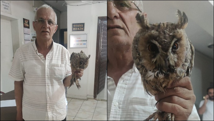 Şanlıurfa'da yaralı halde bulunan kulaklı  baykuş koruma altına alındı