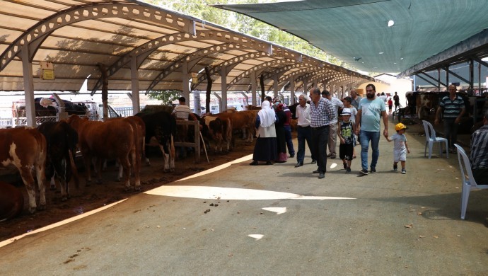 Şap hastalığı yayılıyor: Denizli'de hayvan pazarı kapatıldı