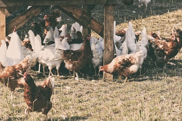 Serbest Sistem Yumurta Tavukçuluğu Projesi'ne başvurular başladı