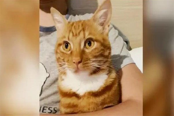 Shanghai’daki “portakal karşılığında kedi sevmek” hikayesi
