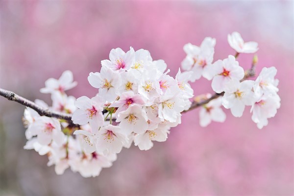 Siyasilerden Nevruz mesajı