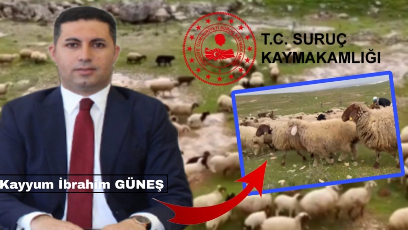 Suruç'ta Bir Koyun Bilmecesi : Tescil ve Koruma Altına Alma Tartışması