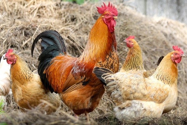 Tavuk yumurtası üretimi 1,67 milyar adet olarak gerçekleşti
