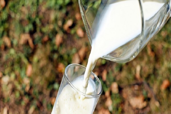 Ticari süt işletmelerince Kasım ayında 763 bin 413 ton inek sütü toplandı