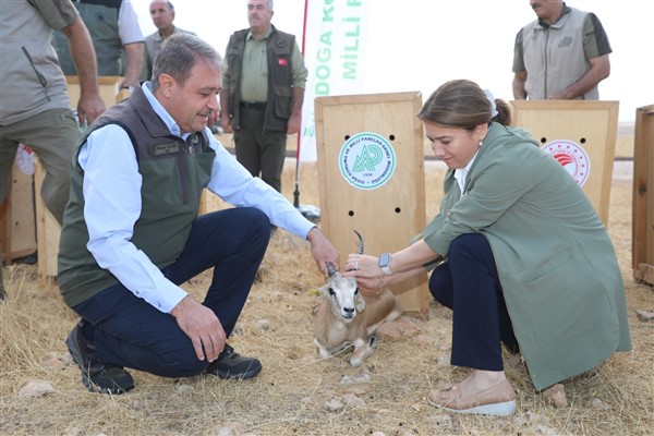 Vali Şıldak “Urfa ceylanı ülkemizdeki nadide türlerden biri