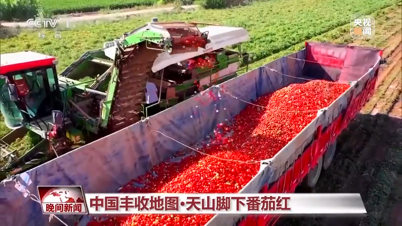Xinjiang: Dünya domates pazarının yeni yıldızı