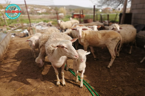 Yem pahalandı, çare boş arsalardaki otlaklar